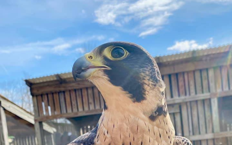 Raptor