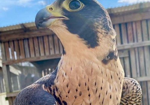 Raptor Pic 3